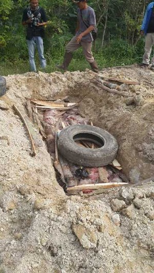 Karantina Kementan Kembali Musnahkan 1,5 Ton Daging Celeng Ilegal