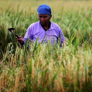 Dapat Alokasi Rp 32,8 T, Serapan Anggaran Kementan Baru 17%