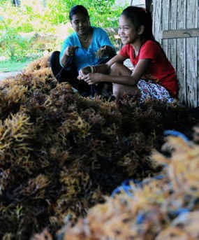 RI Akan Punya Pembangkit Listrik Tenaga Rumput Laut