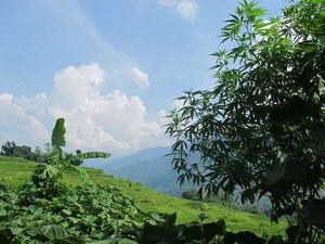 Kaget! Pohon Ganja Tumbuh Subur di Desa Vietnam Ini