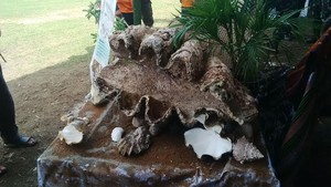 Fosil Kerang Raksasa akan Dipamerkan di Penutupan Ekspedisi NKRI