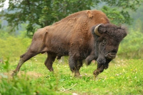 Bruk! Wisatawan Diseruduk Bison di AS