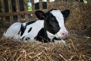 Sebagian Besar Daging Sapi Amerika Terdeteksi Mengandung Antibiotik