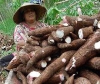 RI Impor Singkong dari Masa ke Masa