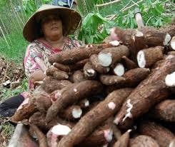 RI Impor Singkong dari Masa ke Masa RI Impor Singkong dari Masa ke Masa