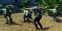    Di bagian lain dari pulau yang megah itu, Owen Grady (Chris Pratt) sibuk melatih dan membangun ikatan dengan makhluk purbakala Velociraptor. (Dok Universal Pictures)