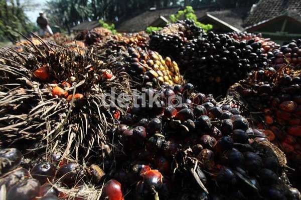 Ekspor Biodiesel Bakal Kena Pungutan US$ 20/ton, Pengusaha Sawit Protes