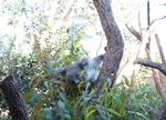 Inilah Aneka Hewan Khas Australia di WILD LIFE Sydney