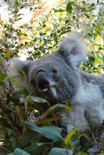 Inilah Aneka Hewan Khas Australia di WILD LIFE Sydney
