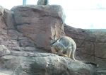 Inilah Aneka Hewan Khas Australia di WILD LIFE Sydney