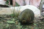 Inilah Aneka Hewan Khas Australia di WILD LIFE Sydney