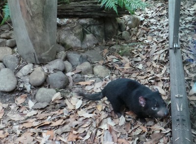 Inilah Aneka Hewan Khas Australia di WILD LIFE Sydney