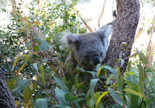 Temukan Hewan Khas Australia di WILD LIFE Sydney