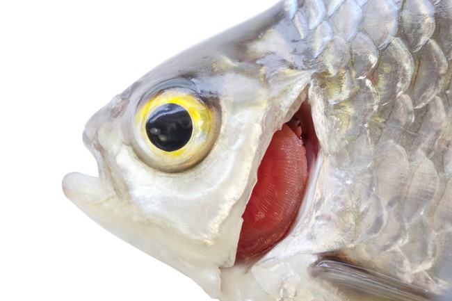 Inilah Caranya Membedakan Mana Ikan yang Segar dan Tidak! (1)