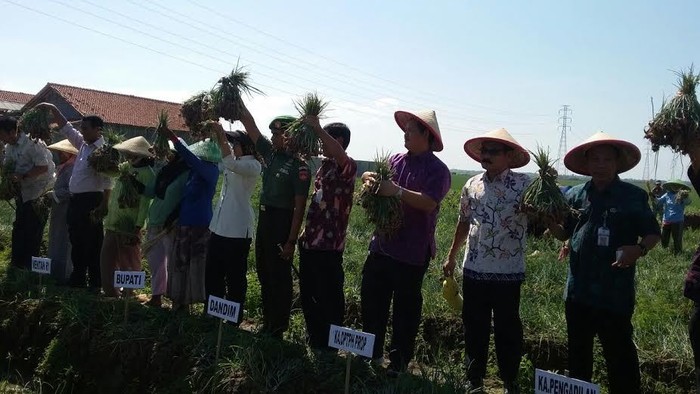 Jarak Hanya 300 Km dari DKI, Distribusi Bawang Brebes Sampai 4 Rantai