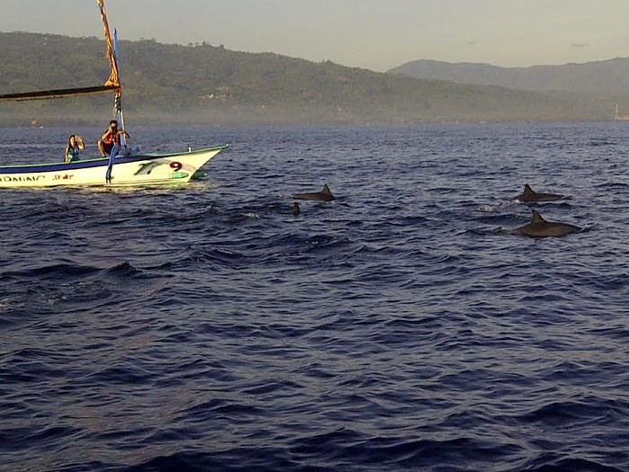 Risers Ditemani Kawanan Lumba-lumba di Laut