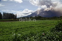 Gunung Sinabung menyemburkan awan panas, Sabtu (13/6/2015).