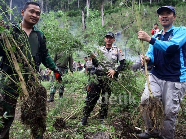 BNN dan Kodim Gayo Luwes Temukan 3,5 H Ladang Ganja