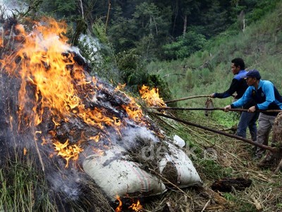 BNN Musnahkan Ladang Ganja di Gayo Lues