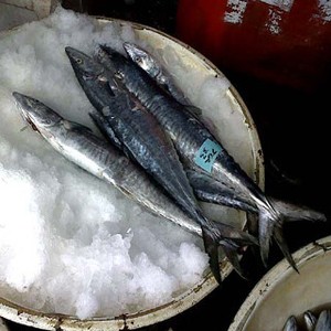 RI Rajin Ekspor Tuna, Ubur-ubur, Hingga Bekicot