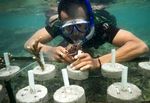 Marinir Tanam Terumbu Karang