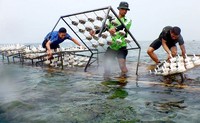 Penanaman ini merupakan salah satu wujud kepedulian prajurit Marinir terhadap alam, masyarakat, dan kelangsungan ekosistem laut. Ist/Dispen Kormar/detikFoto.