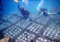 Pananaman terumbu karang ini dilakukan sejak 15-18 Juni 2015.