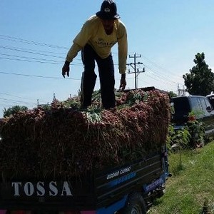 Surplus, Produksi Bawang Merah 1,1 Juta Ton Konsumsi Hanya 950.000 Ton