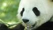 Bambu Tidak Cocok untuk Usus Panda Raksasa