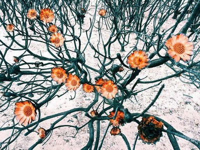 Karya Ciamik Jawara iPhone Photography Awards 2015