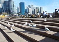 Lihat sendiri betapa banyaknya burung jahil yang menanti makanan. Burung-burung ini terlihat juga sering menjatuhkan piring atau gelas yang ada di meja restoran (Shafa/detikTravel)