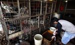 Jelang Ramadan, Harga Ayam Merangkak Naik
