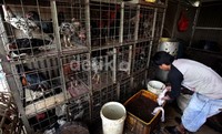 Harga ayam naik sekitar 15 persen.
