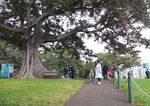 Mrs Macquaries Point, Tempat Pas Memotret Sydney Opera House