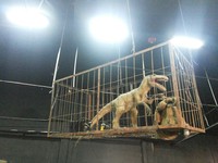 Dunia Dino merupakan salah satu wahana edukasi di Taman Rekreasi Jungleland, Sentul City, Bogor. Di sini, ada koleksi dinosaurus buatan yang dilengkapi dengan sensor. Sehingga dapat bergerak dan bersuara seakan masih hidup (Kurnia/detikTravel)