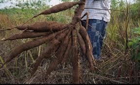RI Tak Pantas Impor Singkong