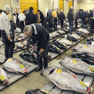 Anggota DPR Ini Tanggapi Pernyataan Menteri Susi Soal Produksi Tuna
