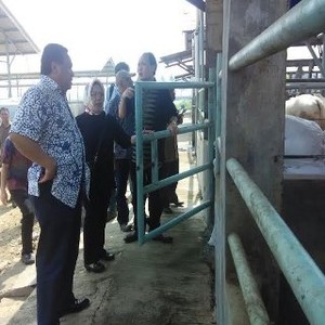 Pengakuan Pengusaha Sapi Soal Alasan Impor dari Australia