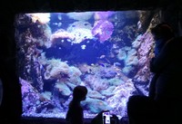 Tersedia banyak display mengenai hewan laut yang hidup di perairan Australia di Sydney SEA LIFE Aquarium. Masing-masing display akuarium memiliki informasinya dengan jelas (Shafa/detikTravel)