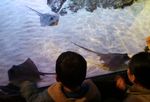 Mengintip Koleksi Biota Laut Sydney di SEA LIFE Aquarium
