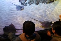 Ikan pari di akuarium cembung. Akuarium ini berada di area depan. Bentuknya yang unik saja sudah menarik perhatian. Apalagi ditambah dengan biota unik yang hidup di dalamnya, makin menyita perhatian! (Shafa/detikTravel)