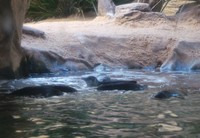 Di sini juga ada penguin dari Philip Island. Bisa dibilang mereka adalah penguin terkecil di dunia. Kehadiran mereka juga menyita perhatian anak-anak yang datang (Shafa/detikTravel)