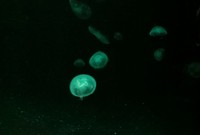 Berjalan lebih dalam, ada pula akuarium berisi ubur-ubur imut. Agar makin menarik, diberikan lampu ultra violet warna-warni yang kerap berubah (Shafa/detikTravel)