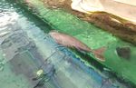 Mengintip Koleksi Biota Laut Sydney di SEA LIFE Aquarium