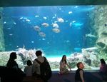 Mengintip Koleksi Biota Laut Sydney di SEA LIFE Aquarium