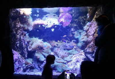 Mengintip Koleksi Biota Laut Sydney di SEA LIFE Aquarium