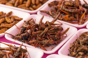 Swiss Pertimbangkan Pemakaian Tiga Jenis Serangga dalam Bahan Makanan