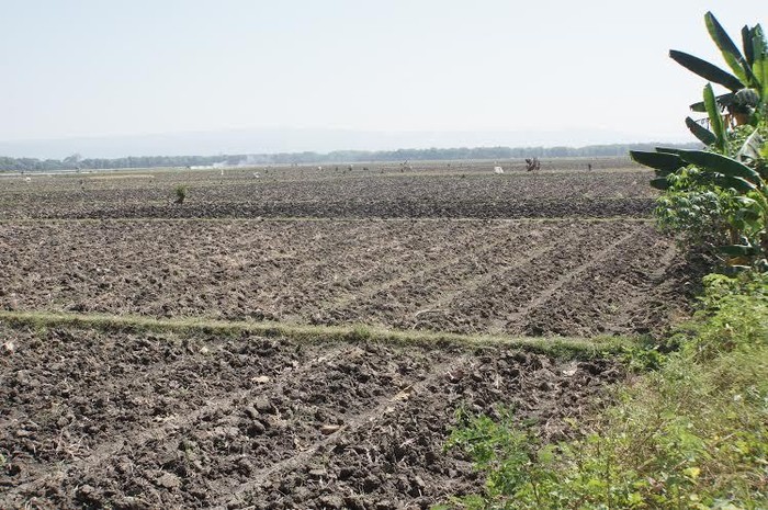 Ini Penampakan Sawah Kering yang Akan Diguyur 300 Unit Pompa Air