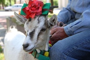 Cuma di Lithuania, Ada Kontes Kecantikan Kambing