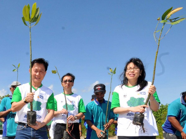 Penanaman Pohon Mangrove di Desa Pejarakan Bali